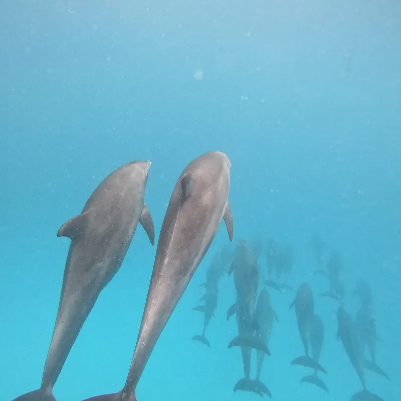 Mnemba Atoll