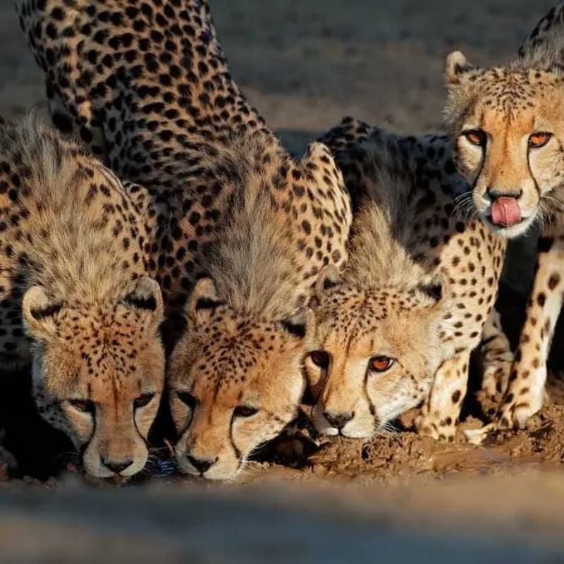 4 Days Tanzania Safari Serengeti, Ngorongoro and Materuni Coffee Culture Tour