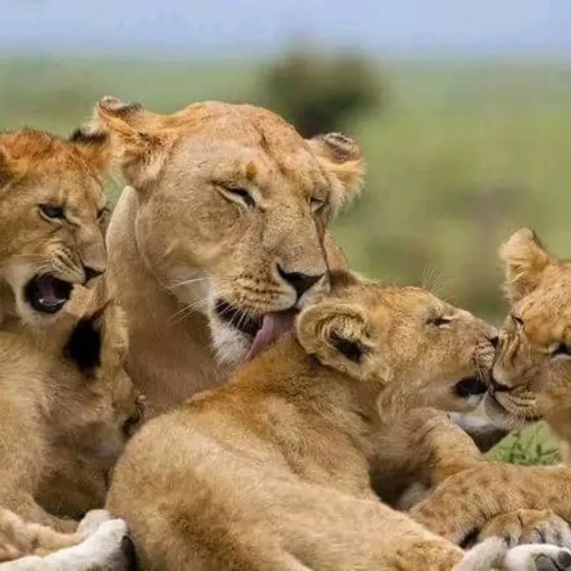 2 Days Tanzania Safari Tarangire and Ngorongoro